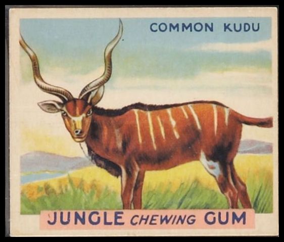 12 Common Kudu